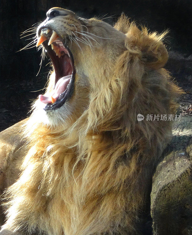 年轻的雄狮长着鬃毛，躺着，狮子吼叫/咆哮/打哈欠